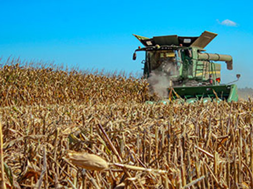 A harvester in a wheat field.