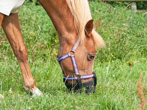 A horse eating grass in muzzle