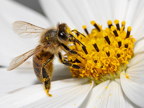 Jon Pauling honey bee on a white flower photo