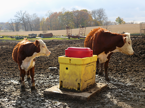 Cows interacting with a Ritchie automatic waterer