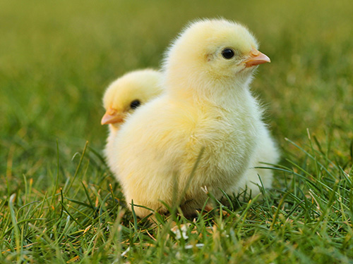 Two baby chicks standing in the grass.