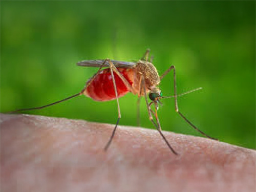 A Mosquito