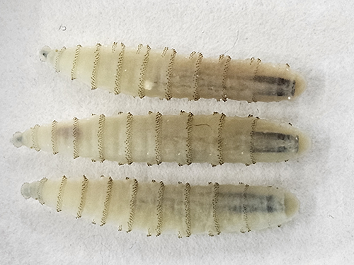 NWS larvae