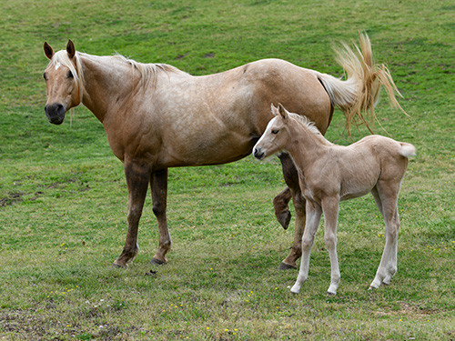 A Palomino with foal