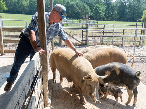 A farmer petting pigs on a farm.