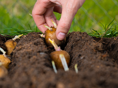 A farmer planting potatoes