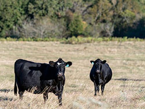 Two cows standind in a pasture.