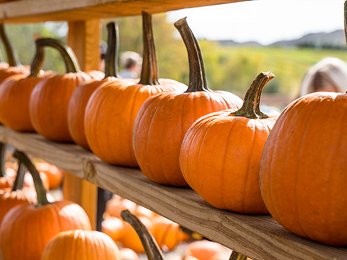 Several pumpkins line wooden shelves.