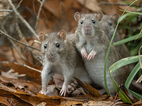 Three brown rats sitting on a pile of leaves