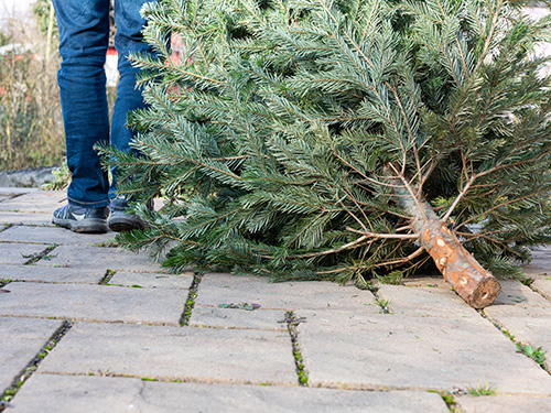 Someone dragging a pine tree through a yard.