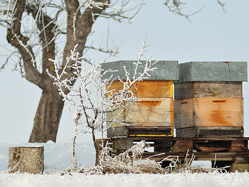 Two brood boxes outside in the snow.