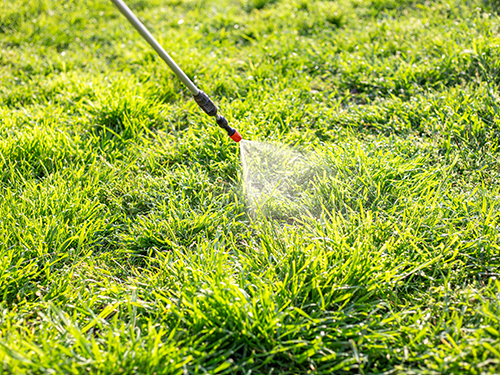 Spraying lawn with weed killer