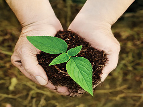 Someone holding a seedling in their hands.