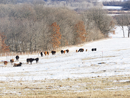 A snowy field filled with a herd of cattle.