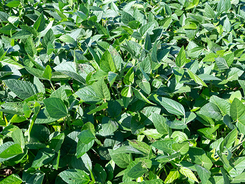 An overview of soy bean crops.