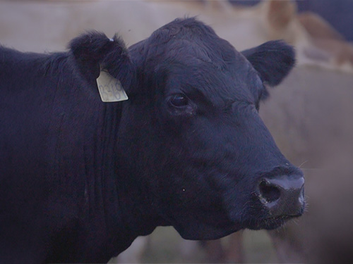 a beef cow up close