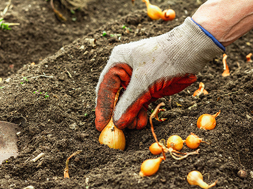 Spring Planting Guide: What to Plant and When in Tennessee