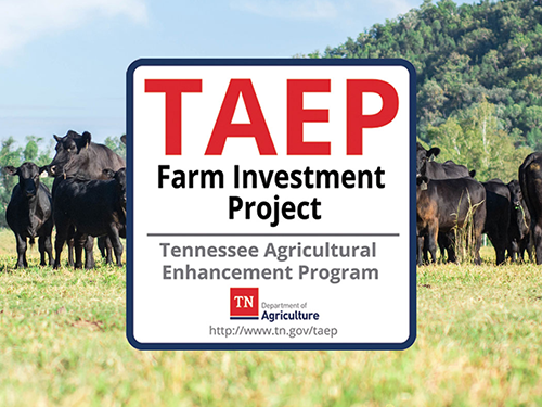 TAEP Logo 2026