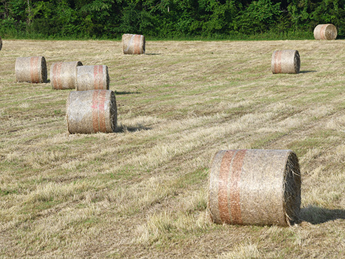 bales of hay in the field