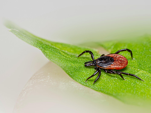 tick