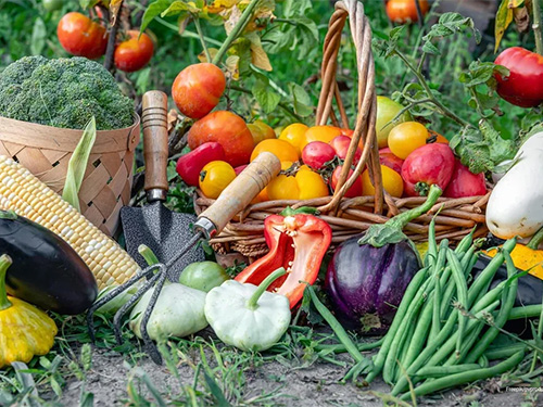 A variety of vegetables collected from a garden