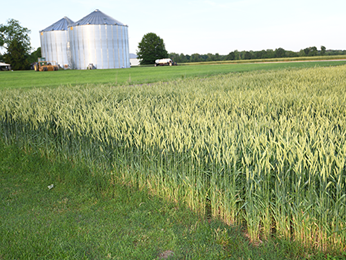 Silos behind a field of wheat.