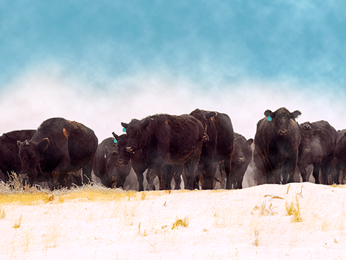 Cattle in a snowy field.