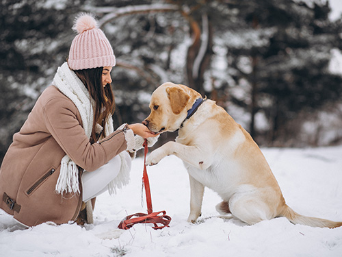 Woman walking her dog in the snowy park