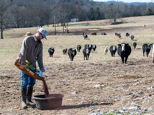 Zach pouring Co-op Hi-mag cattle mineral