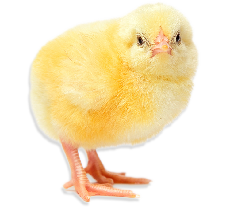 A baby chick looking at the camera.
