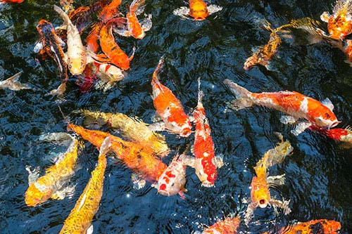 koi fish raising