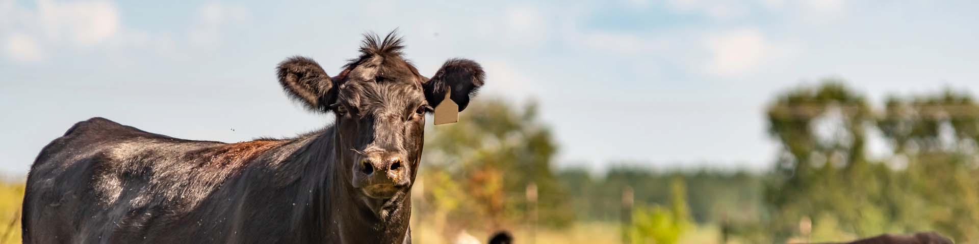 A cow in a grassy field.