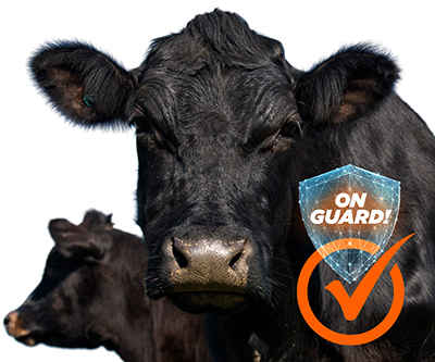 Cows with on guard protection