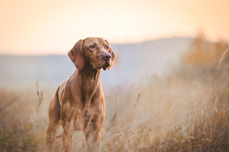 A German Short-haired Pointer