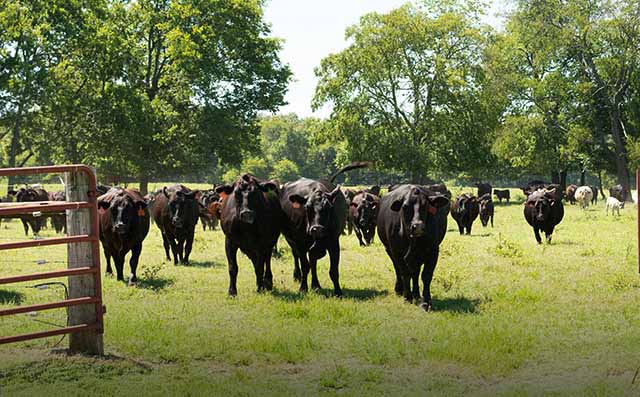 Beef Cattle