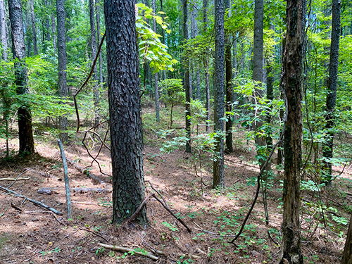 A photo of trees in a wooded area.