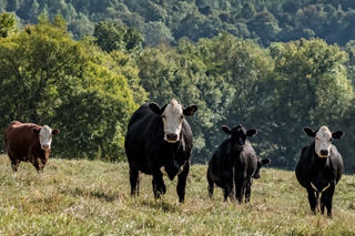Cattle in a field feeding