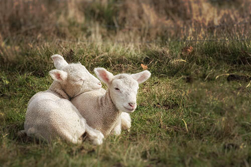 Sheep 201: Care of newborn lambs