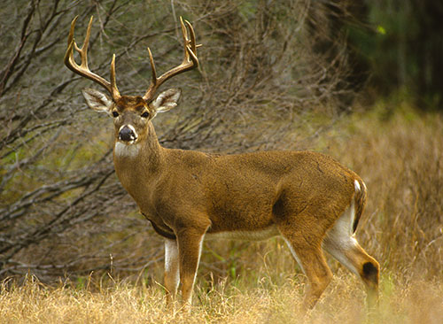 American Images by Hillstar 2021 Whitetail Co. Bills Buck Tee