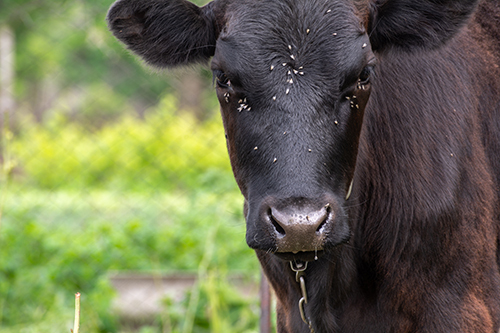 Fly Control Methods to Boost Your Cattle's Performance — KRose Company