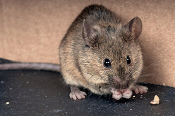 What Is The Best Outdoor Rat Trap? - Pinnacle Pest Control