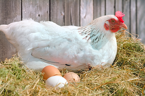 How To Store Eggs – Bitchin' Chickens