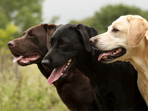 Three Labrador Retrievers with different coat colors standing next to each other.