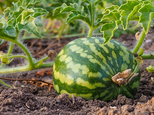 A close up of a watermelon on the vine in a field.