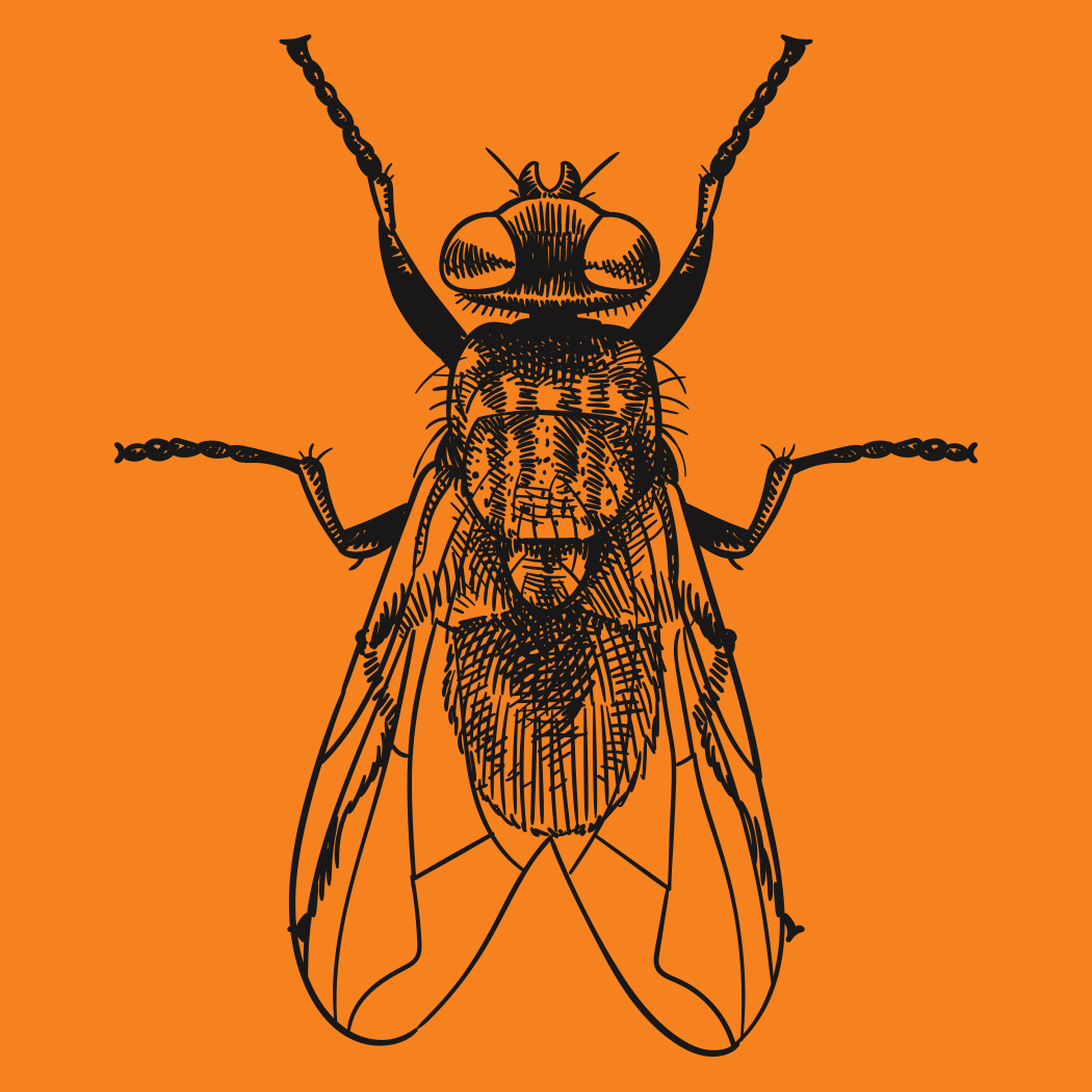 A fly outline in black on an orange background