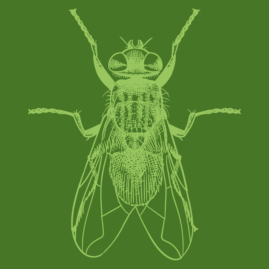 A fly outline in light green on a dark green background