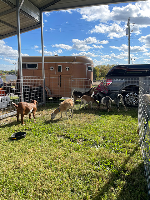 Goats in an enclosure.