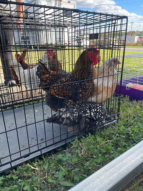 Chickens in enclosures sitting in the grass.