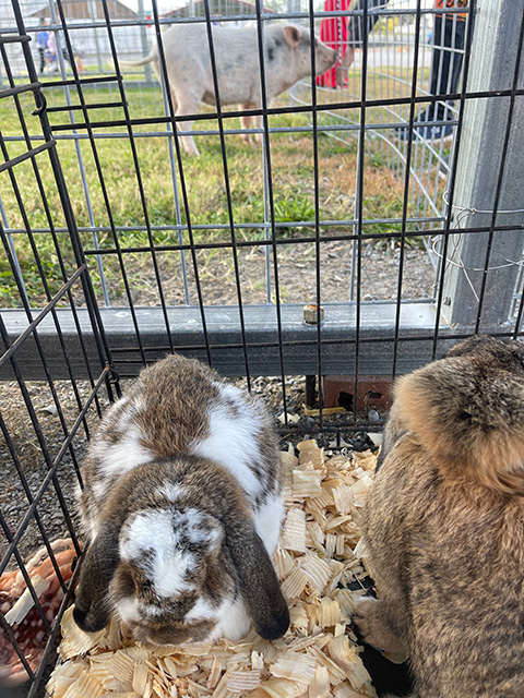 Rabbits sitting in an enclosure.