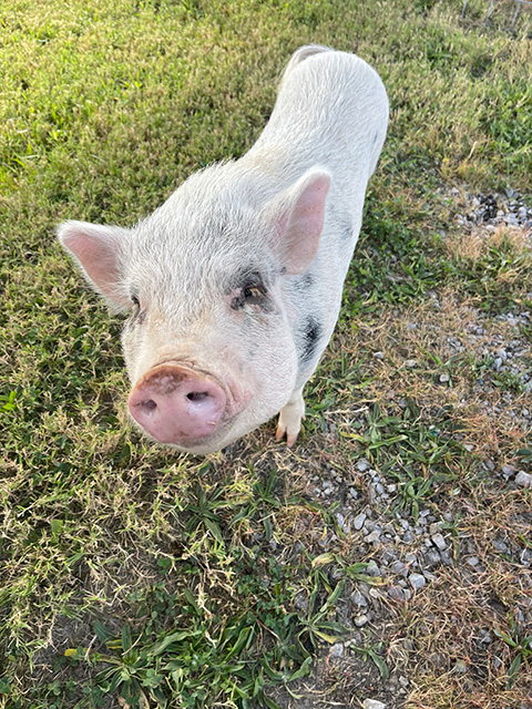 A pig looking up at the camera, standing in the grass.